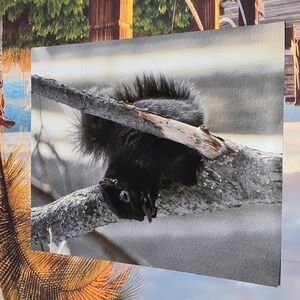 Sale! Black Squirrel Eating in a Tree Oil Painting Art Poster Print‎ 16x20